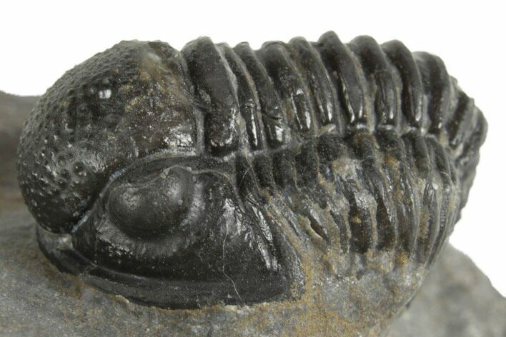 Curled Proetid (Gerastos) Trilobite Fossil - Morocco #377318